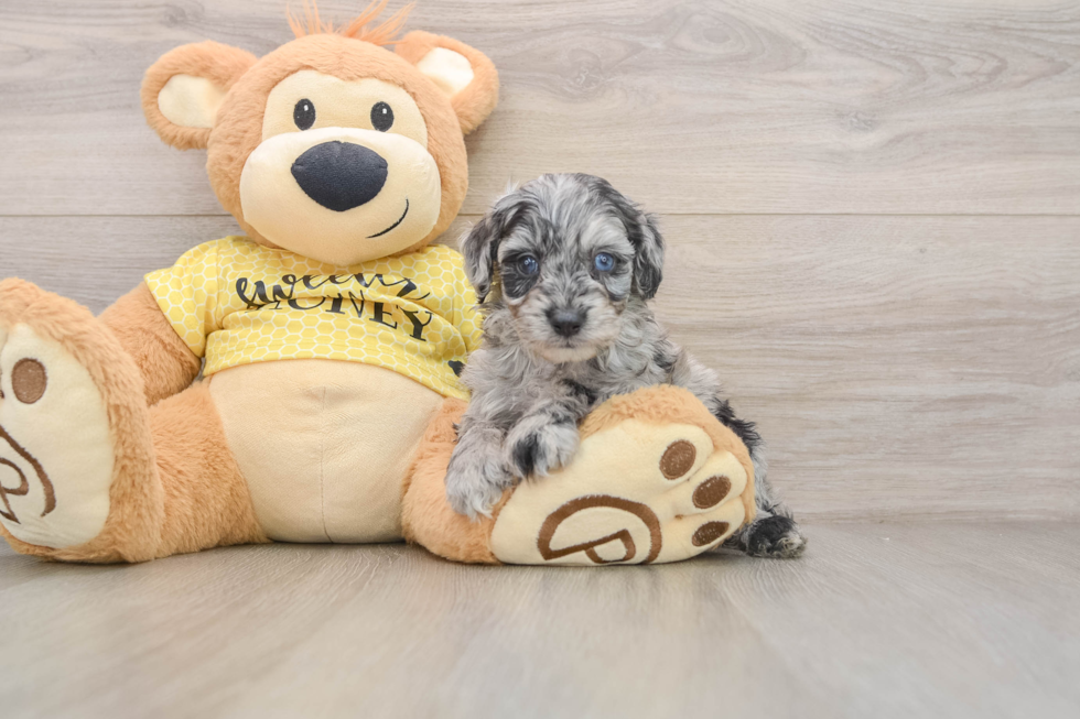 Mini Aussiedoodle Puppy for Adoption