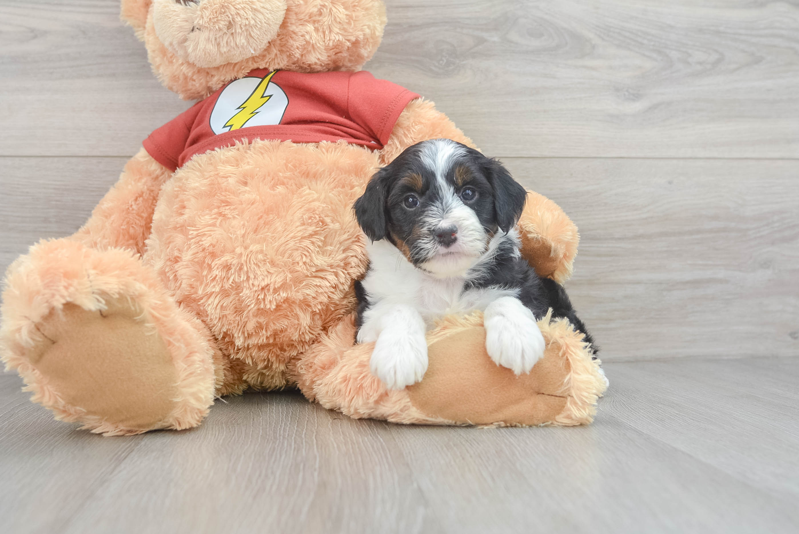 Small Mini Aussiedoodle Baby