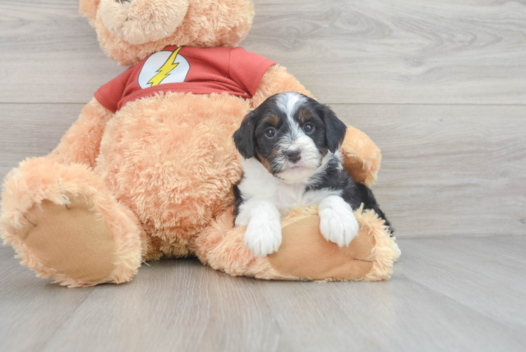 Meet Charlize - our Mini Aussiedoodle Puppy Photo 1/3 - Puppy Love PR Small Mini Aussiedoodle Baby