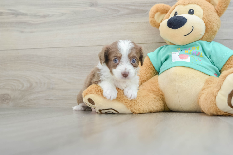 Best Mini Aussiedoodle Baby