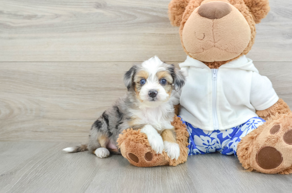 6 week old Mini Aussiedoodle Puppy For Sale - Puppy Love PR