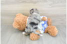 Mini Aussiedoodle Puppy for Adoption