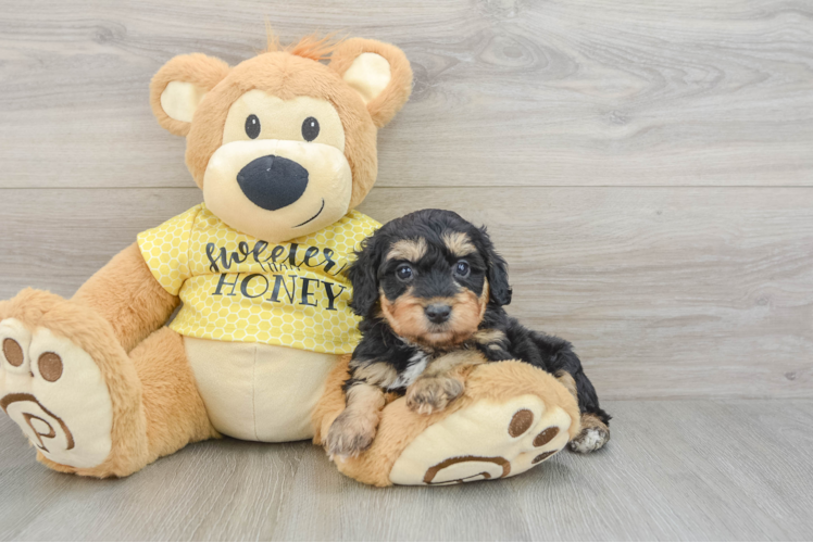 Best Mini Aussiedoodle Baby