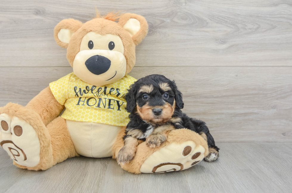 6 week old Mini Aussiedoodle Puppy For Sale - Puppy Love PR