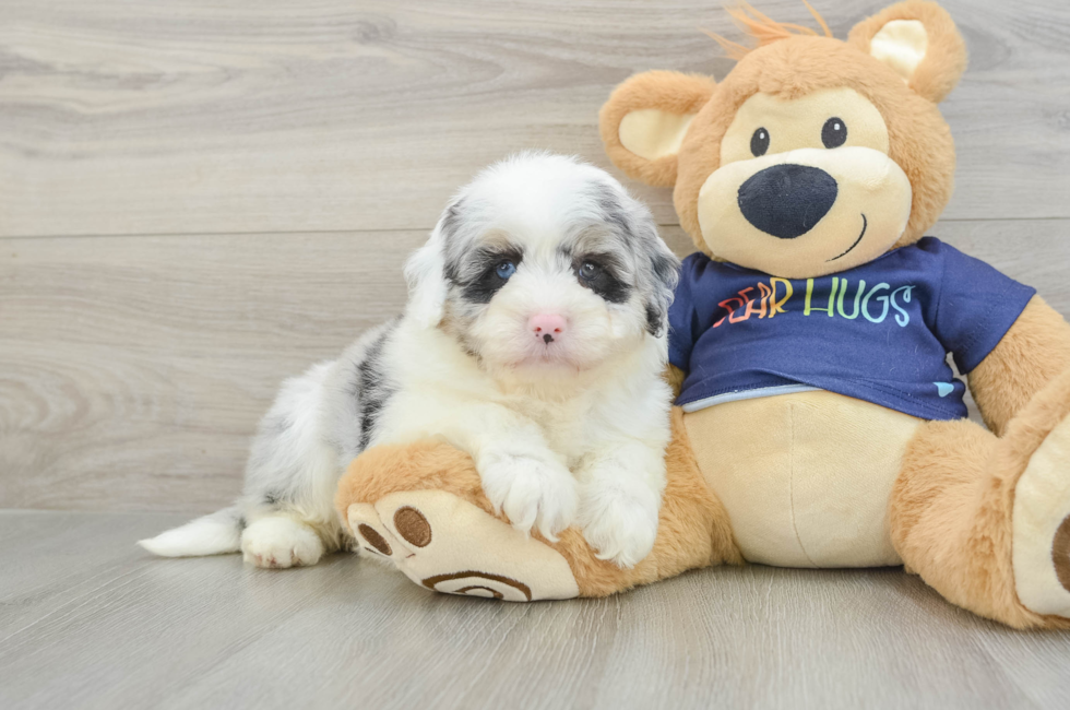 6 week old Mini Aussiedoodle Puppy For Sale - Puppy Love PR