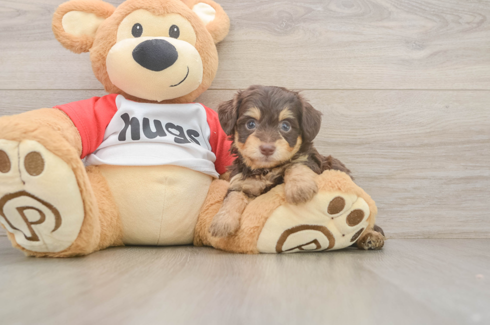 5 week old Mini Aussiedoodle Puppy For Sale - Puppy Love PR
