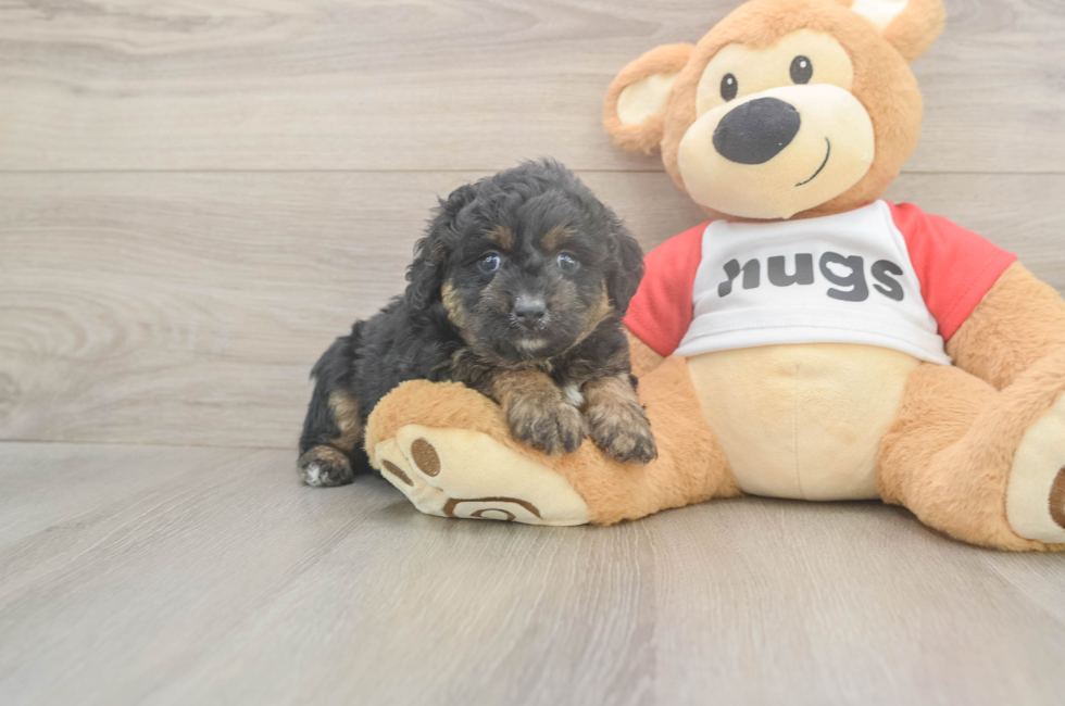 5 week old Mini Aussiedoodle Puppy For Sale - Puppy Love PR