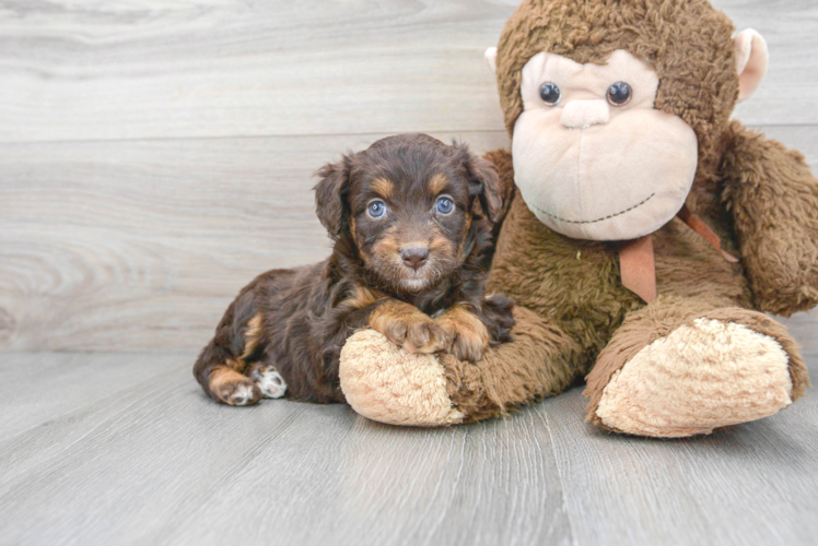 Meet Charlize - our Mini Aussiedoodle Puppy Photo 1/3 - Puppy Love PR Smart Mini Aussiedoodle Poodle Mix Pup