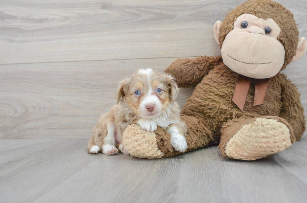 7 week old Mini Aussiedoodle Puppy For Sale - Puppy Love PR