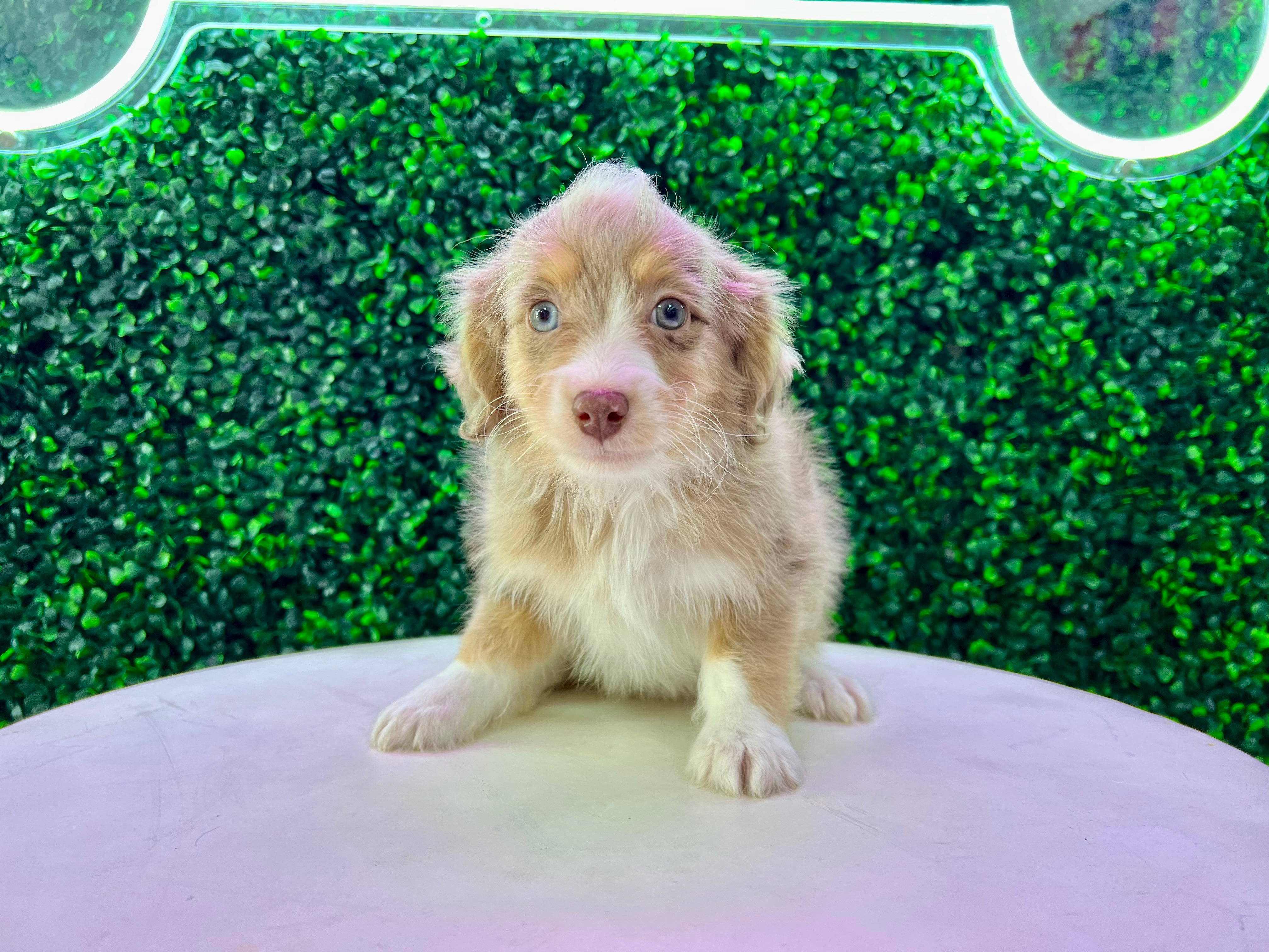 Cute Aussiepoo Poodle Mix Puppy