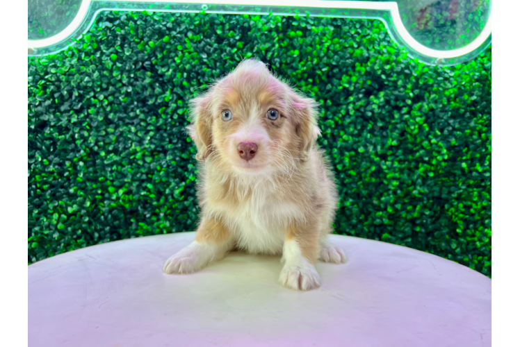 Meet Chewbacca - our Mini Aussiedoodle Puppy Photo 1/4 - Puppy Love PR Cute Aussiepoo Poodle Mix Puppy
