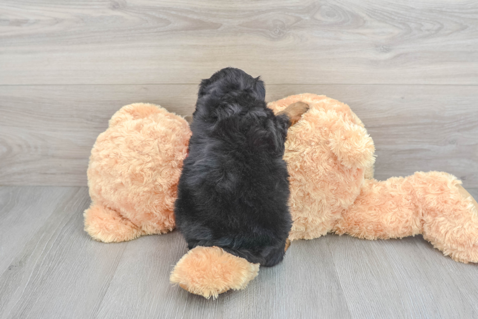 Fluffy Mini Aussiedoodle Poodle Mix Pup