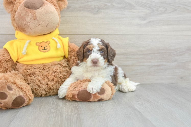 Meet Chewbacca - our Mini Aussiedoodle Puppy Photo 1/3 - Puppy Love PR Best Mini Aussiedoodle Baby