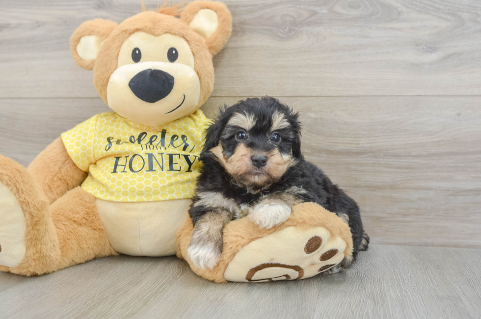 6 week old Mini Aussiedoodle Puppy For Sale - Puppy Love PR