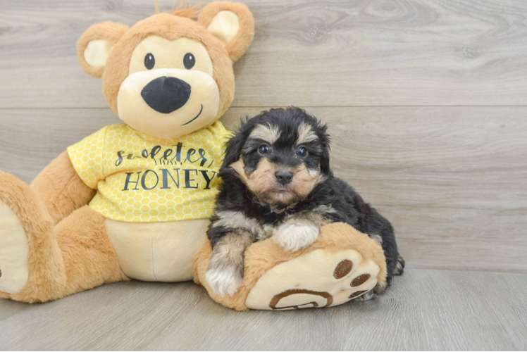 Meet Chewbacca - our Mini Aussiedoodle Puppy Photo 1/3 - Puppy Love PR Happy Mini Aussiedoodle Baby