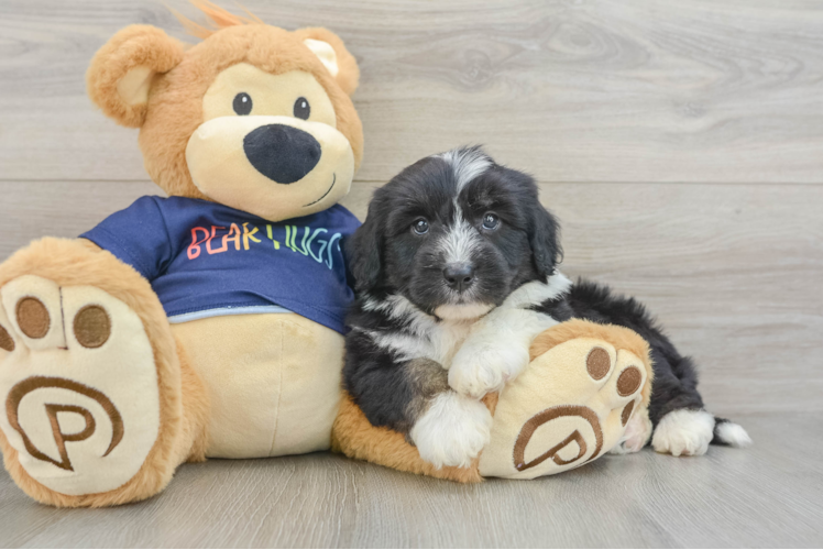 Meet Chewbacca - our Mini Aussiedoodle Puppy Photo 1/3 - Puppy Love PR Petite Mini Aussiedoodle Poodle Mix Pup