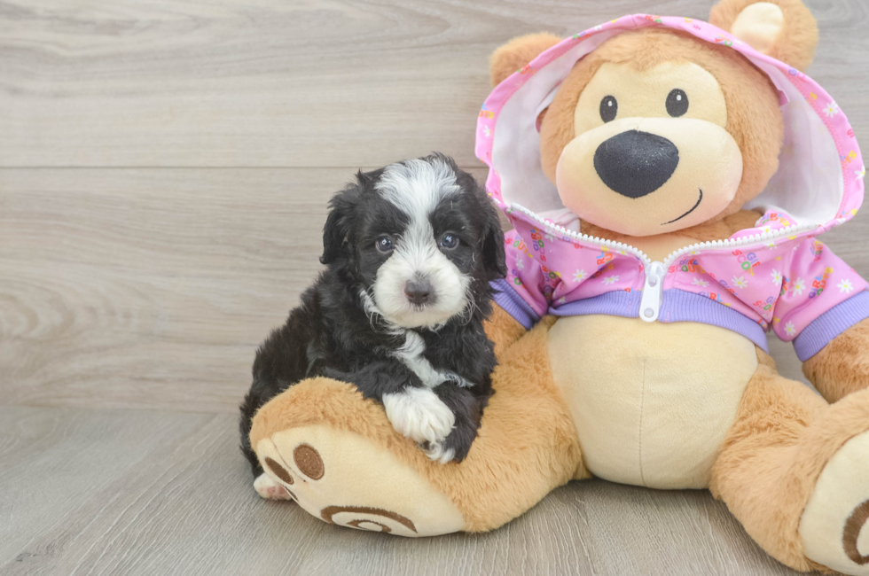 5 week old Mini Aussiedoodle Puppy For Sale - Puppy Love PR