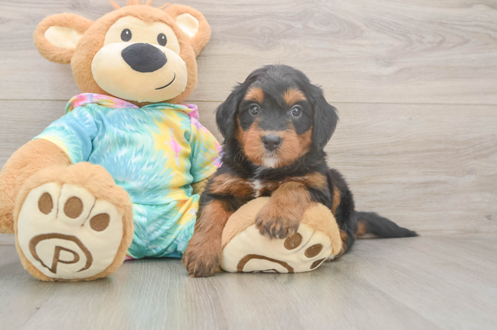 5 week old Mini Aussiedoodle Puppy For Sale - Puppy Love PR