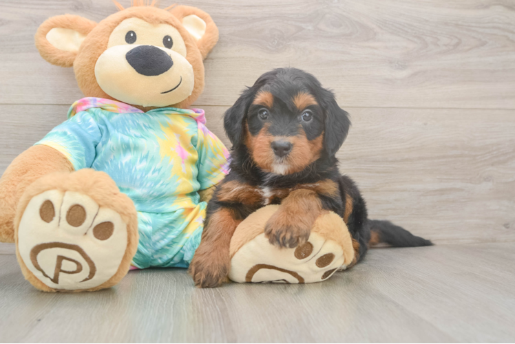 Meet Chewbacca - our Mini Aussiedoodle Puppy Photo 1/3 - Puppy Love PR Mini Aussiedoodle Pup Being Cute