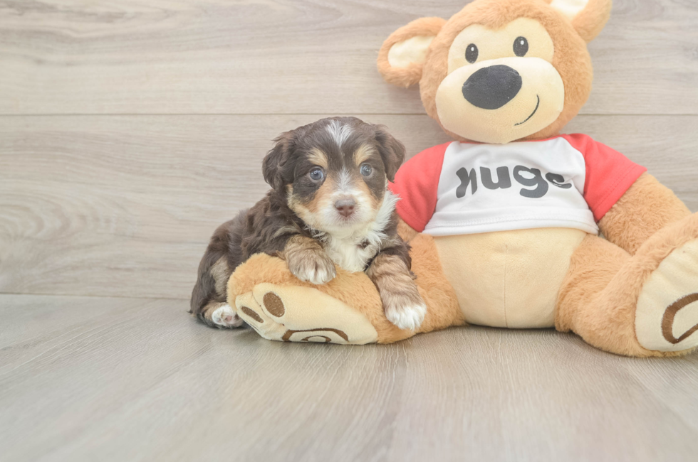 5 week old Mini Aussiedoodle Puppy For Sale - Puppy Love PR