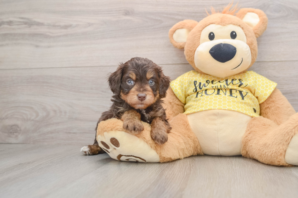Mini Aussiedoodle Puppy for Adoption