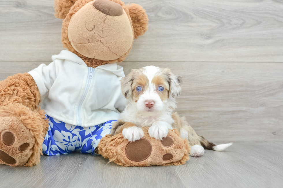 6 week old Mini Aussiedoodle Puppy For Sale - Puppy Love PR