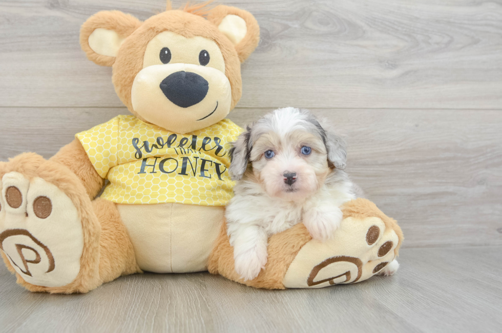 6 week old Mini Aussiedoodle Puppy For Sale - Puppy Love PR