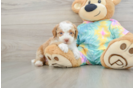 Cute Mini Aussiedoodle Baby