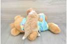 Funny Mini Aussiedoodle Poodle Mix Pup