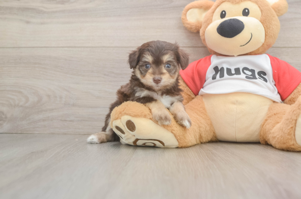 5 week old Mini Aussiedoodle Puppy For Sale - Puppy Love PR