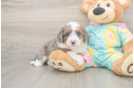 Funny Mini Aussiedoodle Poodle Mix Pup