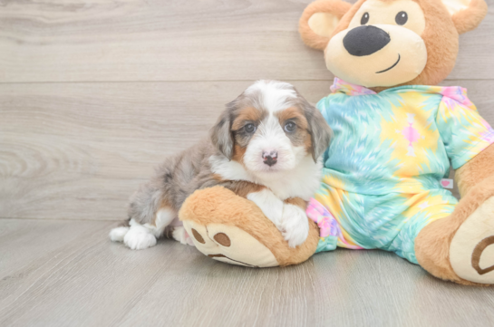 Funny Mini Aussiedoodle Poodle Mix Pup
