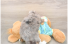 Hypoallergenic Aussiepoo Poodle Mix Puppy