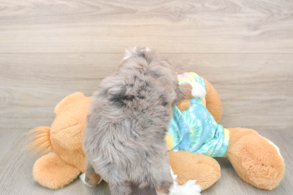 Hypoallergenic Aussiepoo Poodle Mix Puppy