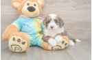 Fluffy Mini Aussiedoodle Poodle Mix Pup