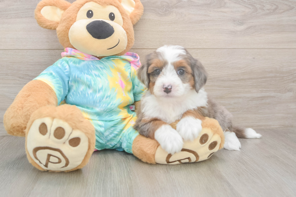 Fluffy Mini Aussiedoodle Poodle Mix Pup