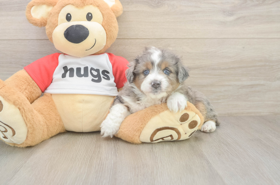 5 week old Mini Aussiedoodle Puppy For Sale - Puppy Love PR