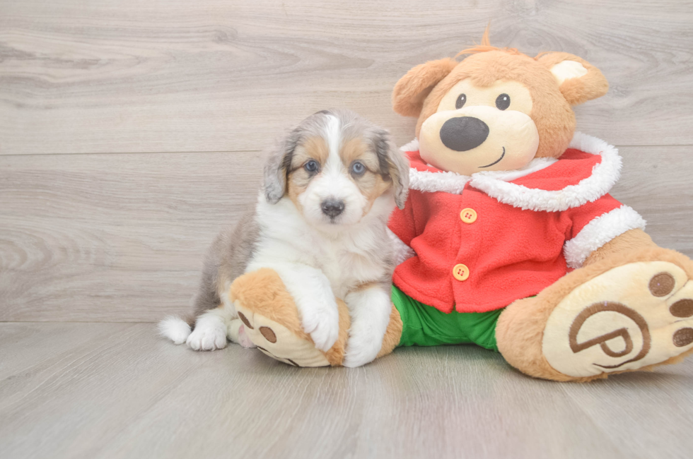 5 week old Mini Aussiedoodle Puppy For Sale - Puppy Love PR