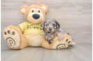 Mini Aussiedoodle Pup Being Cute