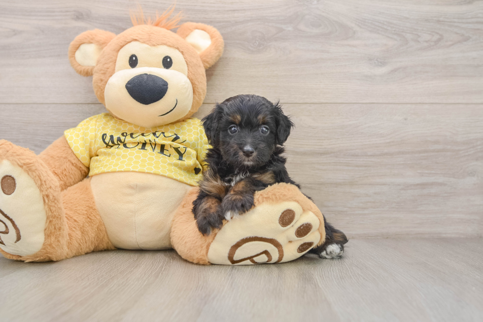 Petite Mini Aussiedoodle Poodle Mix Pup