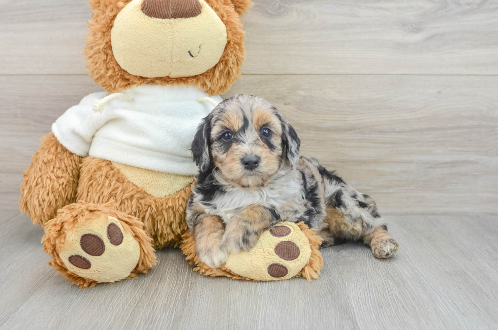 7 week old Mini Aussiedoodle Puppy For Sale - Puppy Love PR