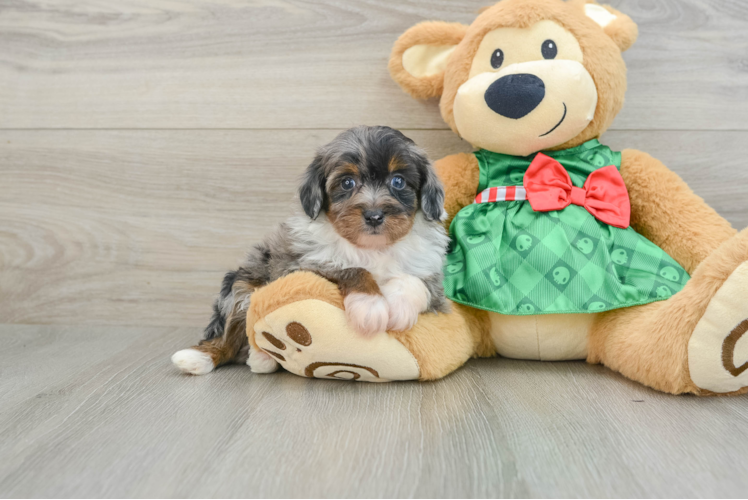 Meet Cobalt - our Mini Aussiedoodle Puppy Photo 1/3 - Puppy Love PR Playful Mini Aussiepoodle Poodle Mix Puppy