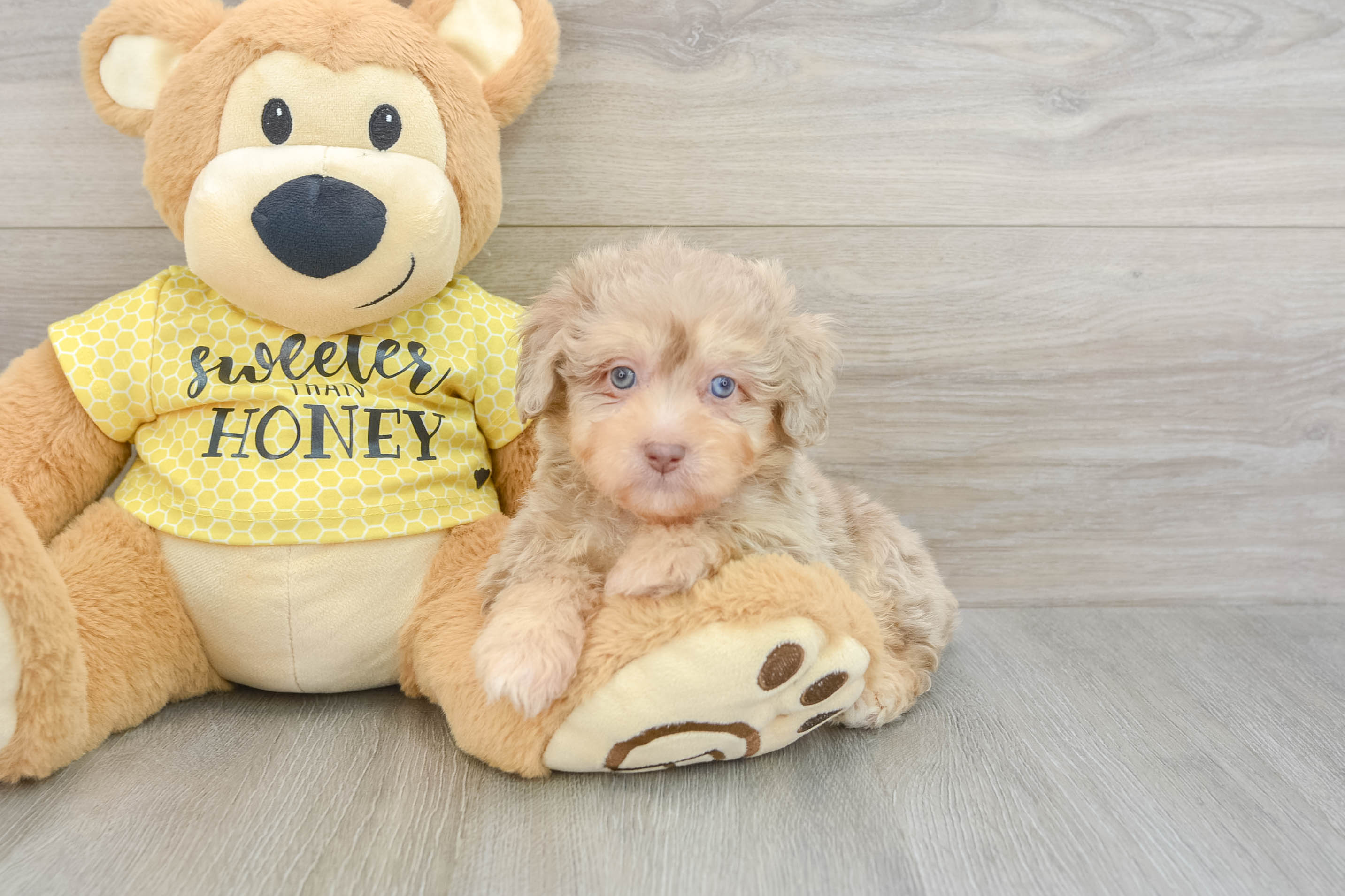 Mini Aussiedoodle Pup Being Cute