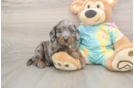 Energetic Aussie Poo Poodle Mix Puppy