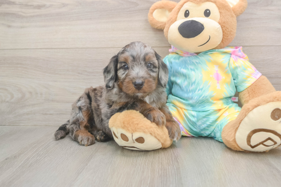 5 week old Mini Aussiedoodle Puppy For Sale - Puppy Love PR