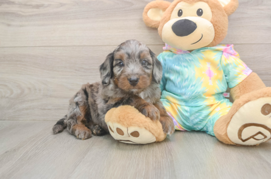 Energetic Aussie Poo Poodle Mix Puppy