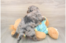 Adorable Mini Australian Shepherd X Poodle Mix Poodle Mix Puppy