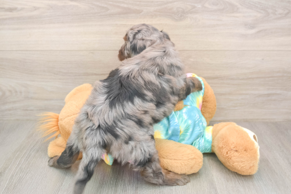 Adorable Mini Australian Shepherd X Poodle Mix Poodle Mix Puppy