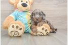 Friendly Mini Aussiedoodle Baby