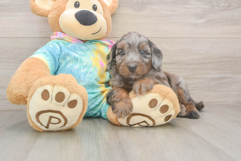 Friendly Mini Aussiedoodle Baby